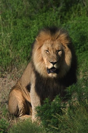 Lion male